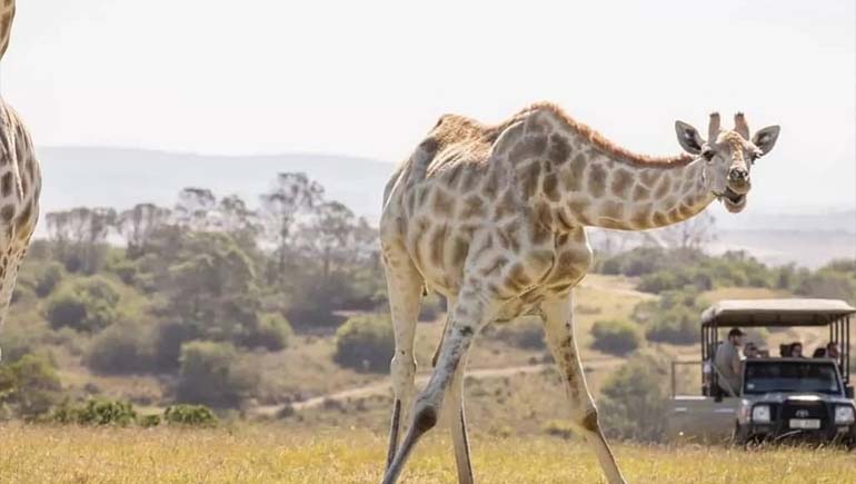 Tarangire National Park Safari