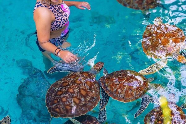 Turtle Aquarium