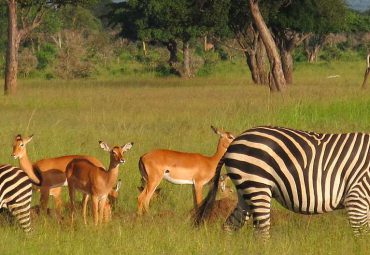 Mikumi National Park